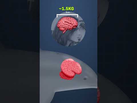 Your Brain v. Animal Brains