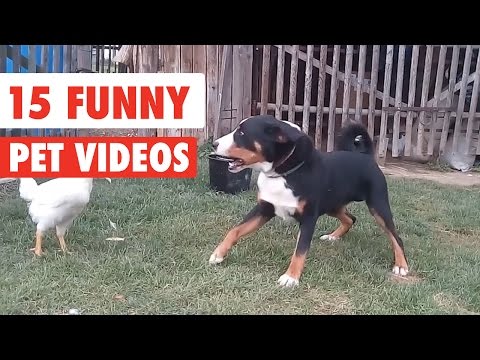 15 Funny Pet Videos Compilation 2016 - UCPIvT-zcQl2H0vabdXJGcpg