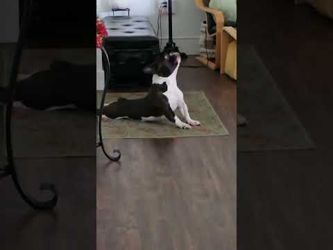 🤣🤣😇🥰🥰 #frenchbulldog #frenchie #haveitoldyoulatelythatiloveyou #funny #shorts #short