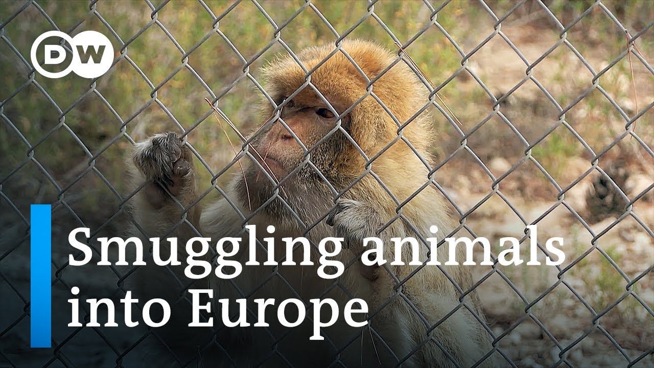 How Spain is a gateway for wildlife trafficking into Europe | Focus on Europe