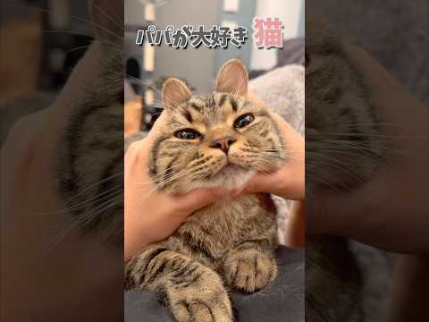 猫好きパパと可愛いマンチカン&スコティッシュの日常動画 サムネイル
