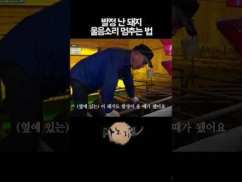 발정 난 돼지 울음소리 멈추는 법