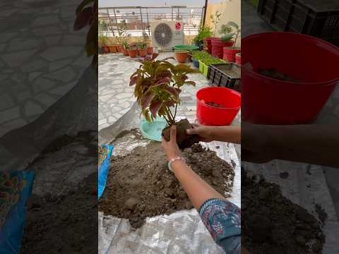 Jhuth Bol ke Coleus🪴 de diya🤣🤣 #shorts #ytshorts #short #gardening #terracegarden