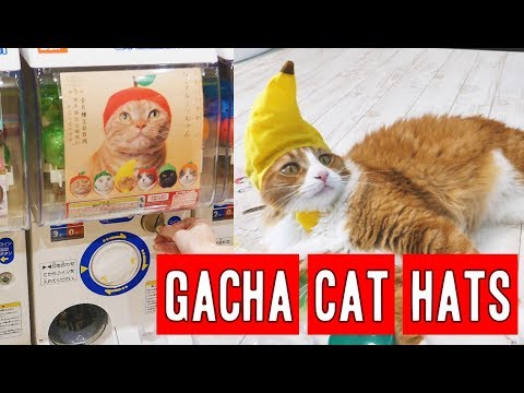 The Japanese way to annoy cats | CAT GACHAPON