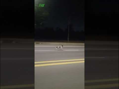 Chú cún tình cảm #panvnchannel #câuchuyệncảmđộng #lovelydogs #pets