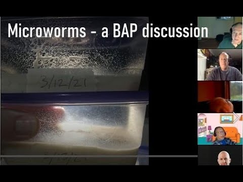 A Discusion on Microworms - monthly BAP meeting BAP member Scott Leiferman shares how he cultures and harvests microworms as a live food for his fis