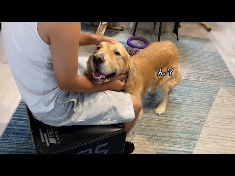 大好きなパパに構ってもらって嬉しい愛犬が、時々ママのことを思い出してくれる。。。