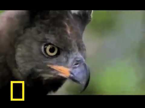 Water Chevrotains Are Adorable, Crowned Eagles are Nasty (original narration by Randall)