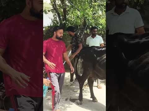 गौ माता का खराडे का इलाज करते हुए जय गौ माता जय गोपाल 🚩🙏