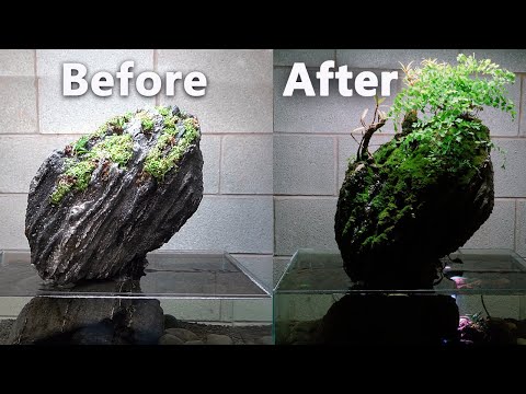 Atypical aquarium- Penjing (beautiful but deadly) Today we take a look at my penjing which was installed in August of 2019. It uses an Ultum Nature Sy