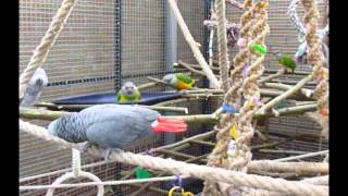 regionaal Korst Handvest Een nieuw papegaaienverblijf in de achtertuin - YouTube