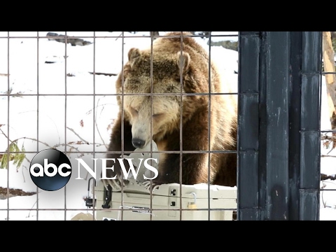 See how products are tested by bears to become certified 'bear-resistant'