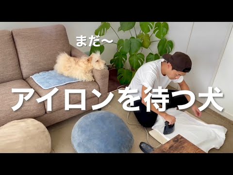 アイロンが終わるのを待つ愛犬。レイクランドテリア