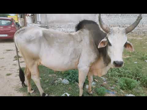 श्यामू नंदी का बेटा हरियाणा नस्ल का नंदी Haryana #haryanabreed #हरियाणा_नस्ल