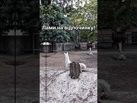 Як Лами люблять відпочивати? #лама #лами #тварини #animals #funnyanimals #дикітварини #зоопарк