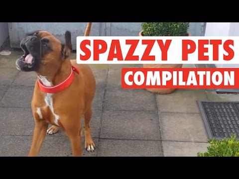 Crazy, Silly Pets Spazz Out || Hilarious Pet Video Comp - UCPIvT-zcQl2H0vabdXJGcpg