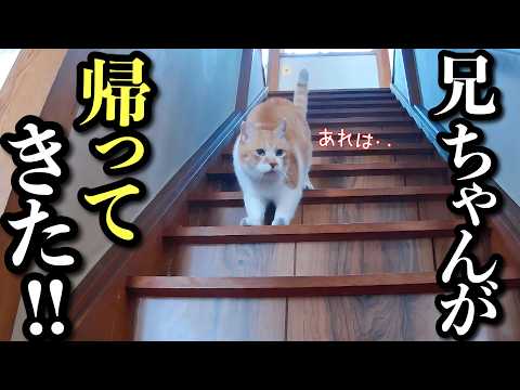 大好きな兄が修学旅行へ‥猫が見せた切ない行動とは