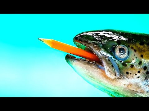 30 LIFE HACKS THAT'LL MAKE YOU SAY WOW! - UC295-Dw_tDNtZXFeAPAW6Aw