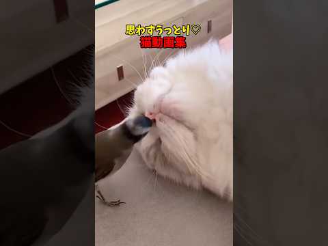 猫の動画サムネイル - うっとり☺️ #猫 #cat #cats #cute