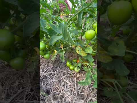 Surga kecil itu kebun pekaranganku ❤️❤️❤️ #kebun #berkebun #garden #homegarden
