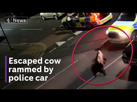 Police vehicle rams escaped cow in Surrey