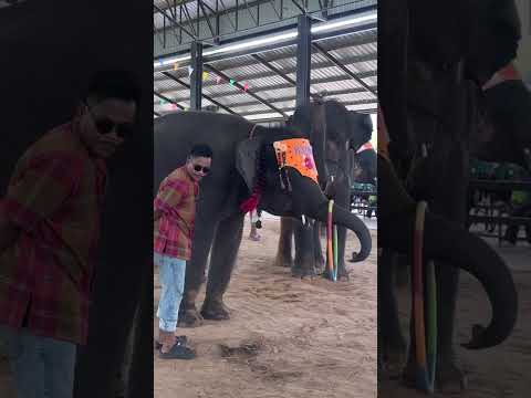 การแสดงของน้องช้าง Nong Chang's performance