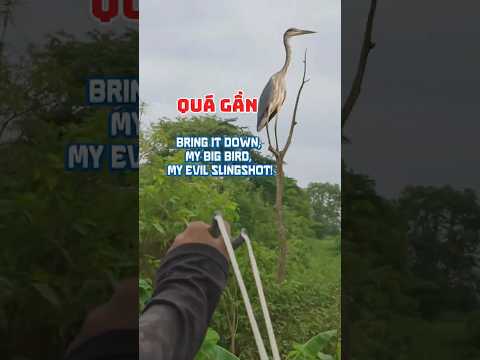 Hạ Cò Khổng Lồ Ở Cự Ly Cực Gần | Giant Heron Taken Down at Close Range #nácaosu #tuấnhayđi
