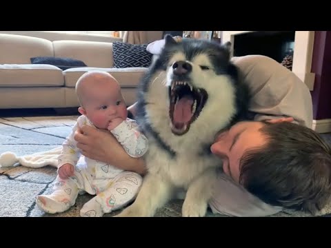 Dog or Baby" - Funny Dog Jealousy with Babies asking for more attention