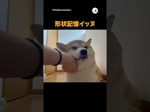 猫の動画サムネイル - 【柴犬】肉厚すぎて形が残った｜PECO