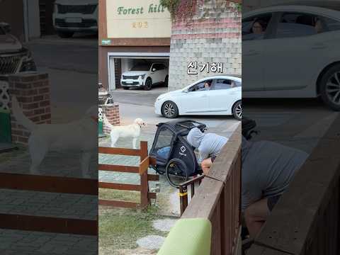 골다도 리트리버가 동네에서 스타인 이유