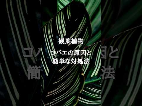 【簡単に確実に処理】観葉植物にコバエが出る原因と対処法を1分で解説