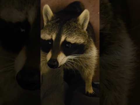 Tigger The Raccoon Enjoys Orange dreamsicle ice cream 🦝❤️🍨 #raccoon #asmreating #crazyraccoon #ASMR