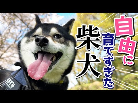 犬の動画サムネイル - 自由に育てすぎた柴犬