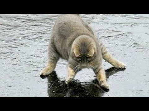 You will LAUGH SO HARD that YOU WILL FAINT - FUNNY CAT compilation - UC9obdDRxQkmn_4YpcBMTYLw