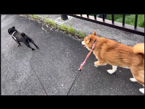 柴犬悟空とパグ不二子のお散歩日記：成長と元気いっぱいの様子 サムネイル
