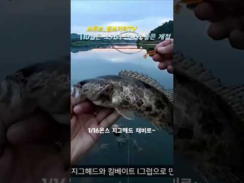 화려한 10월, 가을 <strong>쏘가리</strong> #fishing #<strong>쏘가리</strong> #팀쏘가리 #낚시