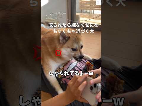 ポメ柴の怒り顔と笑える瞬間を見て癒されよう サムネイル