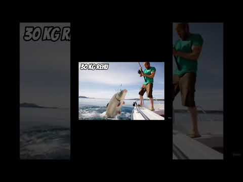 30 kg ka rehu machli #reels #trendingshorts #upload #explore #fishingvideo #reelscreator #viralreels