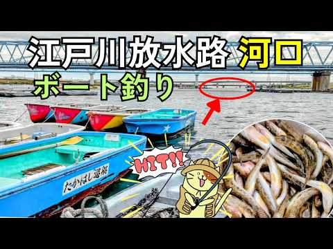 秋の「江戸川放水路・河口」たかはし遊船ボート釣り|今しか楽しめない!河口エリアで秋の彼岸ハゼが入れ食い!!