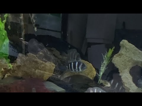 Somethingfishyinc.net is live! quicky at shop, updates etc.. 
PreBagged fish, plants SALE.. cheap! bring cashola! open 11-5
