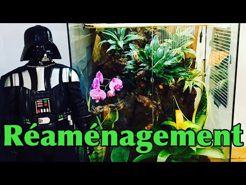 Réaménagement du terrarium gecko à Crète