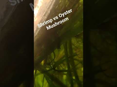 shrimp vs oyster mushroom