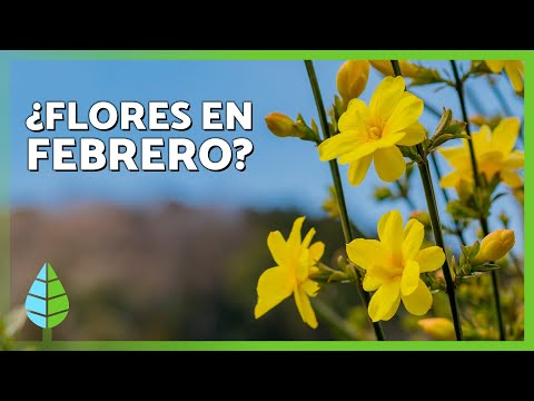 Estas 10 FLORES de FEBRERO son espectaulares 🌸Descubre las más hermosas que pueden FLORECER este mes