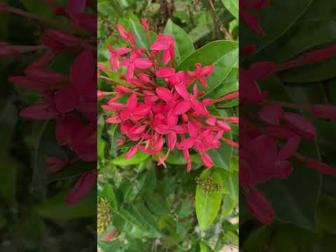 Flowers with read art 🌸🐜#flowers #nature #shorts#animals