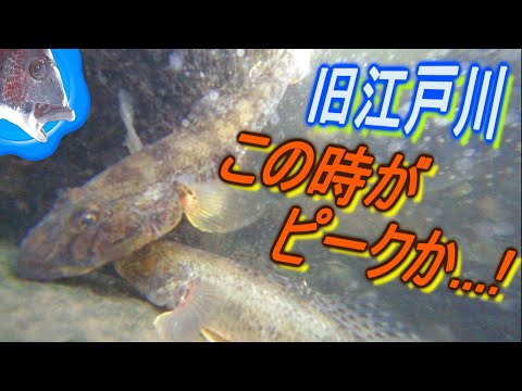 【穴釣り】実釣2時間だけ   !結果を出せるか旧江戸川!!【マハゼ goby】