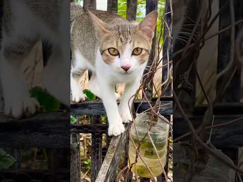 #cat #cats #cute #catvideos #catshorts #catai #ai #funny #love #pets #lovely #shorts #shortvideos