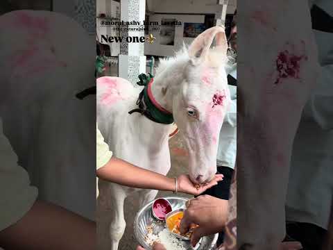 New one moral (મોરલ અશ્વ ફાર્મ ) #horse #new #add #horse #horsegirl #kathiyawadi #trending