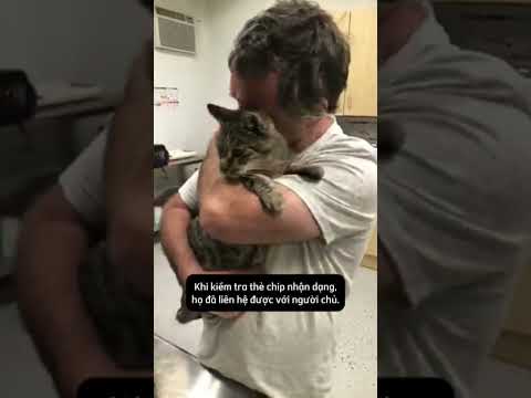 Cuộc hội ngộ sau 7 năm với mèo cưng