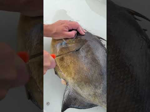 The freakiest fish! Filleted with 8in dual edge dextreme knife! video thumbnail