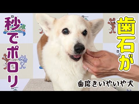 思わぬ収穫があったペットフェスティバルです